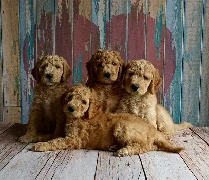 Goldendoodle litter how expensive where to buy puppy breeder price