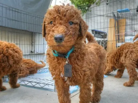 Goldendoodle puppies hyper calm down what age how big fast do they grow