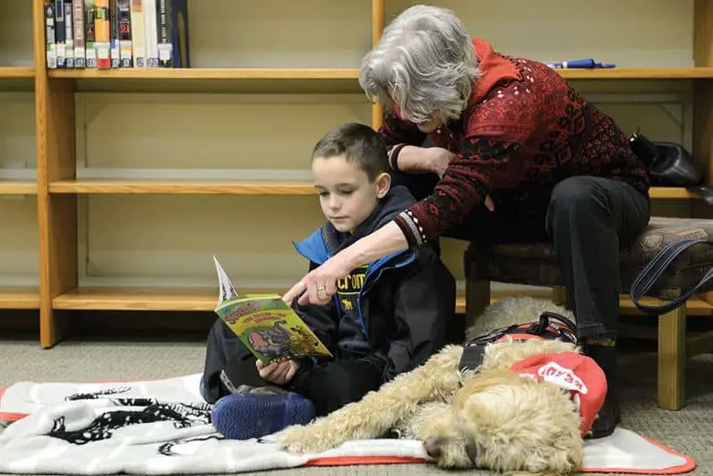 Goldendoodle working dog therapy animal at hospitals schools air force bases