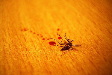 How do flea sprays work to control kill tick mosquito bug insect infestation