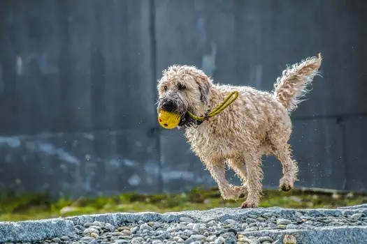 How intelligent are golden doodles easy to train fun to play with