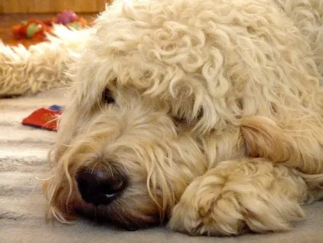 How old do goldendoodles get grow maximum age lifespan