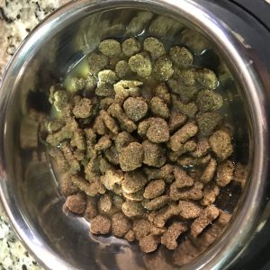 How to soften dry dog food for older pet dogs