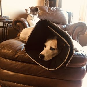 How to treat dog hot spots inflammation stop licking irritation with comfy cone