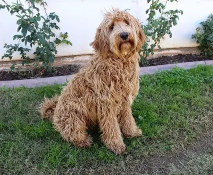 Labradoodle goldendoodle breed history labrador golden retriever poodle