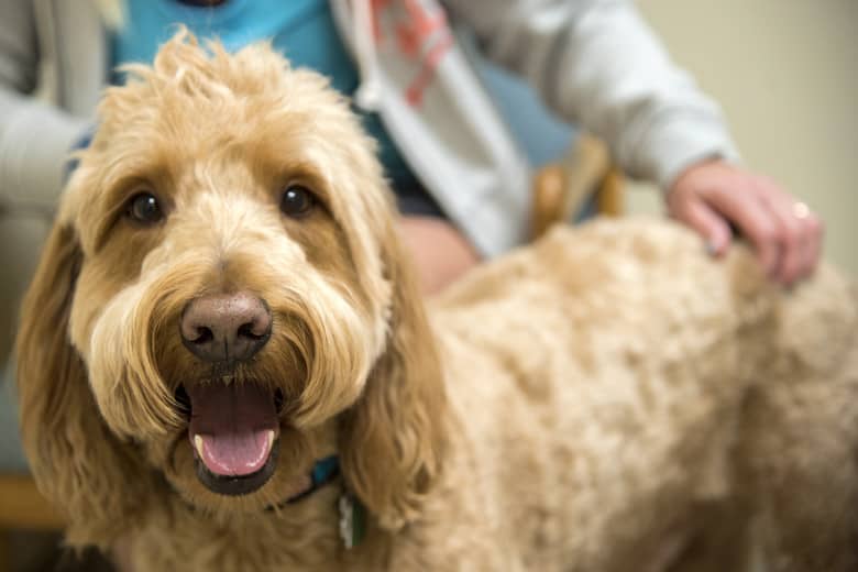 Labradoodle goldendoodle health problems illnesses breed information