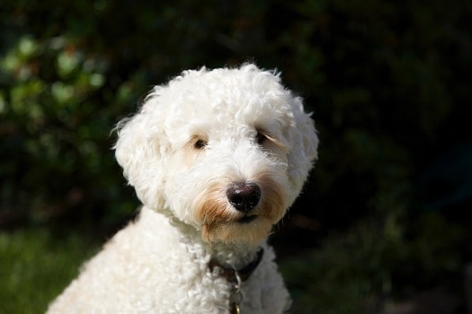 Labradoodle hypoallergenic low shedding dog curly hair poodle hybrid