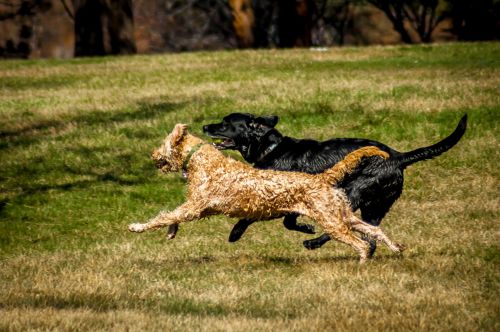 Labradoodle labrador how much exercise required for breed to be healthy
