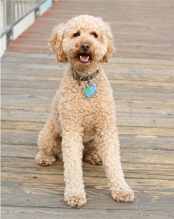 Labradoodle labrador poodle breed history Wally Conron