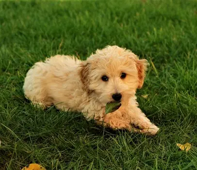 Miniature goldendoodle breed types sizes standard medium teacup