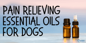 Pain Relieving Essential Oils for Dogs