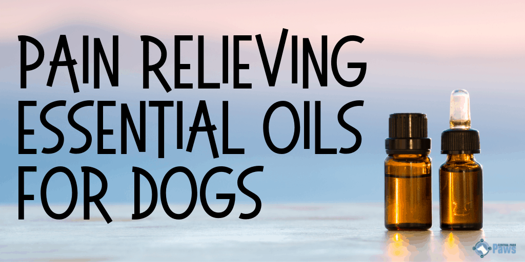 Pain Relieving Essential Oils for Dogs
