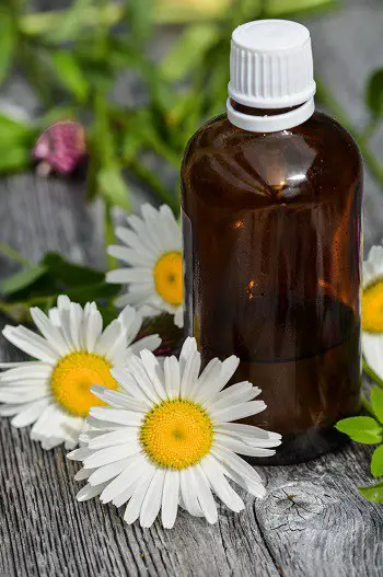 What are essential oils how use help dog with anxiety calm down