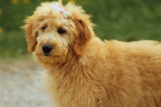 What is a goldendoodle basic breed info golden retriever poodle mix crossbreed hybrid