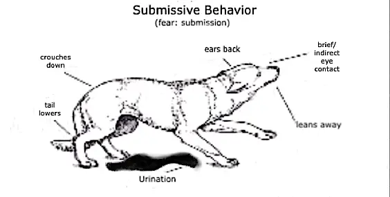 Abused dog afraid of leash submissive behavior diagram
