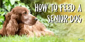 How to Feed Your Senior Dog_ Softening the Food, Adding Supplements, and More