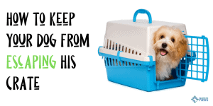 How to Keep Dog From Escaping Crate