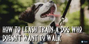 How to Leash Train a Dog Who Doesn't Want to Walk