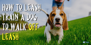 How to Leash Train a Dog to Walk Off Leash