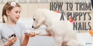 How to Trim a Puppy's Nails