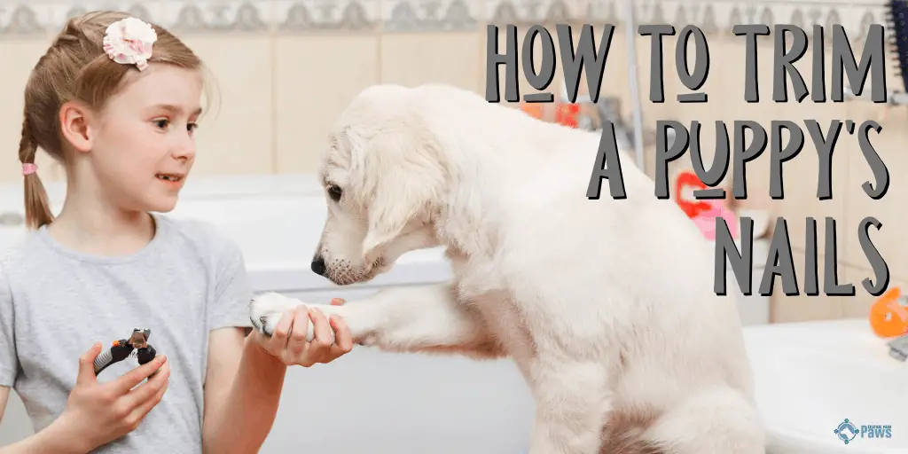 How to Trim a Puppy's Nails