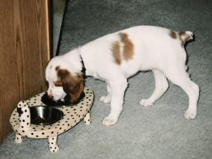 Daisy's food and water bowls for puppies best choices recommendations