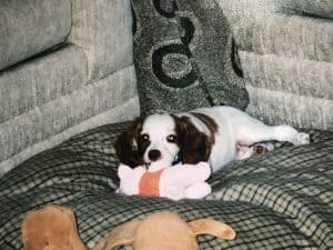 Puppy proof house yard before bringing puppy home