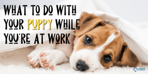 What to Do With Your Puppy While You're at Work