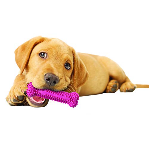 Puppy chewing teething toy Nylabone safety