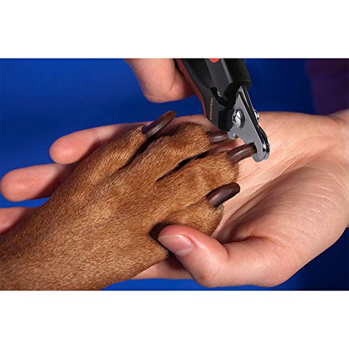 How to get puppy to sit still for nail trimming with peanut butter
