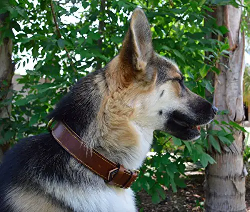 Cleaning leather dog collar tips without drying out the leather