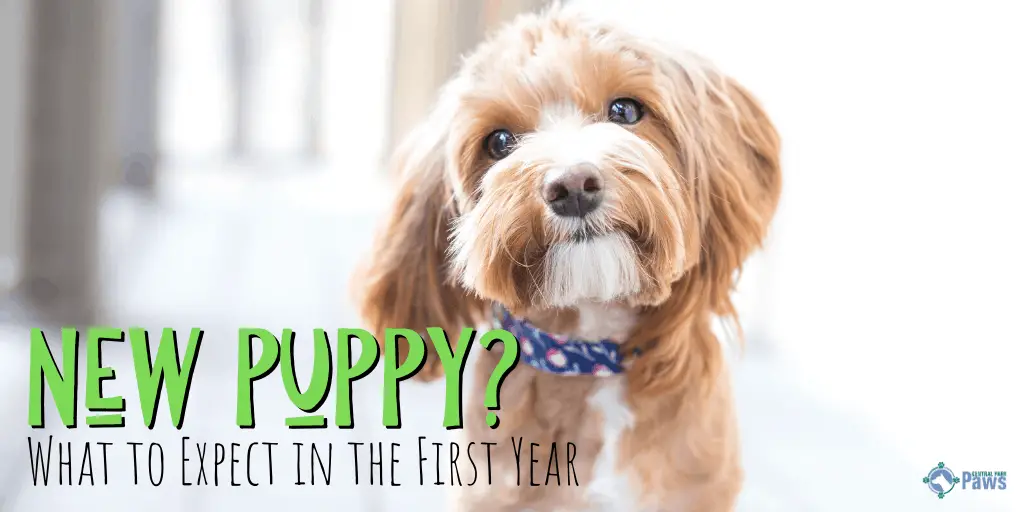 Bringing Home a New Puppy_ What to Expect in the First Year