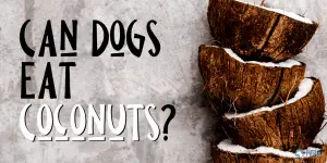 Can Dogs Eat Coconuts?