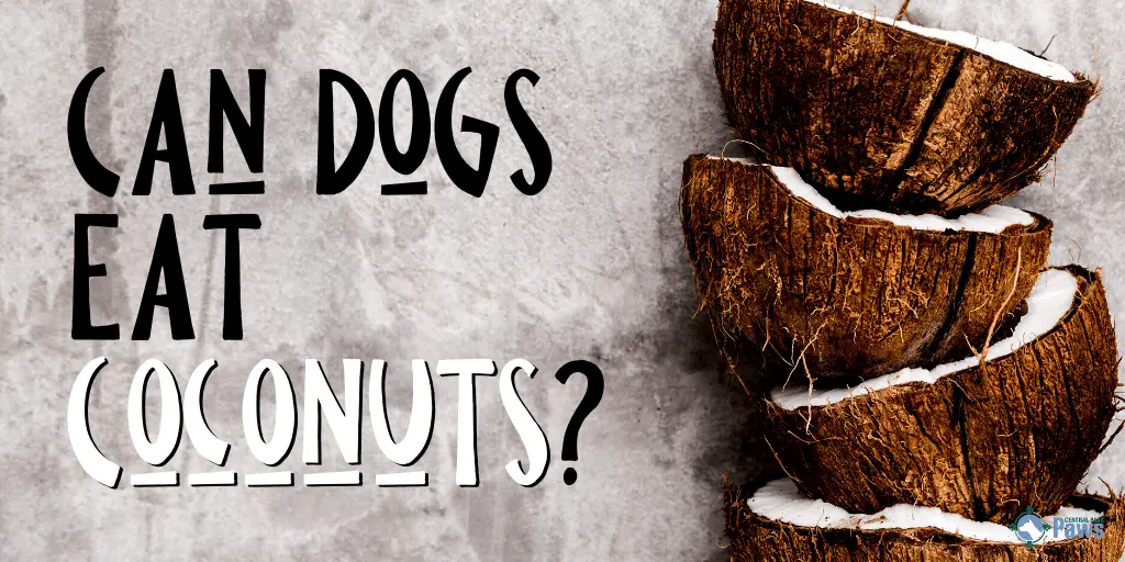 Can Dogs Eat Coconuts?