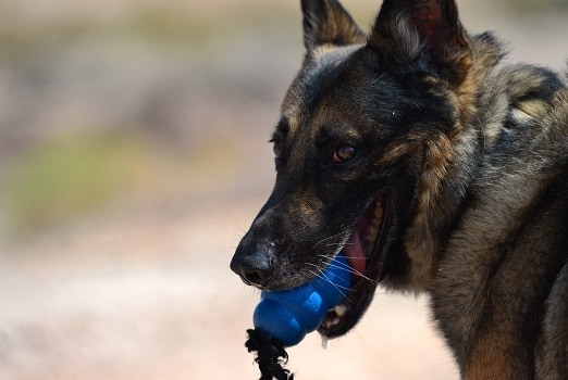 Do you have to wash rubber dog toys Kong nasty hidden treat hole