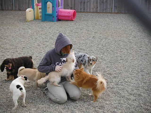 Doggy daycare for puppies while working pros cons how to choose budget