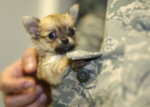 First steps preparing for puppy find dog sitter doggy daycare during day