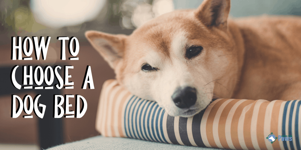 How to Choose a Dog Bed Based on Size, Breed, and Age