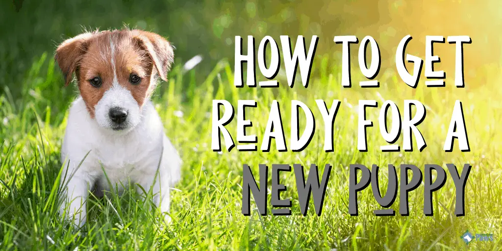 How to Get Ready for a New Puppy