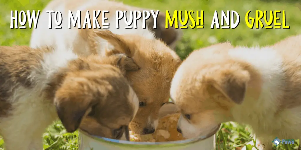 How to Make Puppy Mush and Puppy Gruel for Weaning Puppies How to Make Puppy Mush and Puppy Gruel for Weaning Puppies