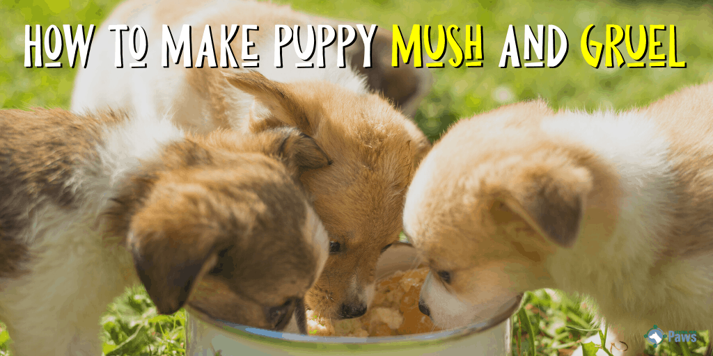 How to Make Puppy Mush and Puppy Gruel for Weaning Puppies