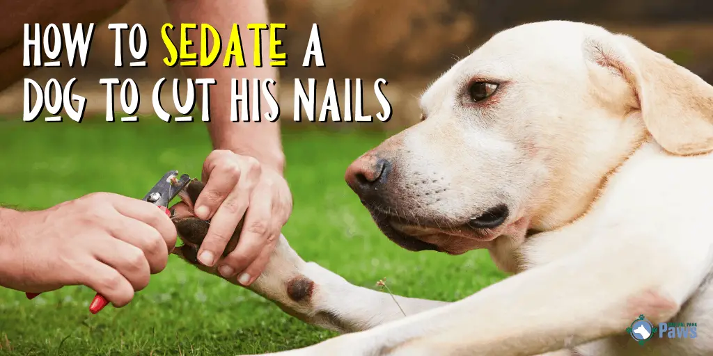 How to Sedate a Dog to Cut Their Nails 