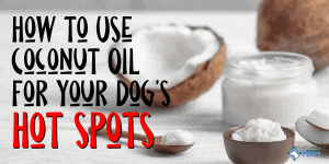 How to Use Coconut Oil for Dog Hot Spots