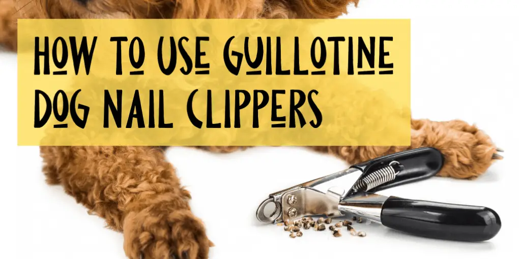 How To Properly Use Guillotine Style Dog Nail Clippers!