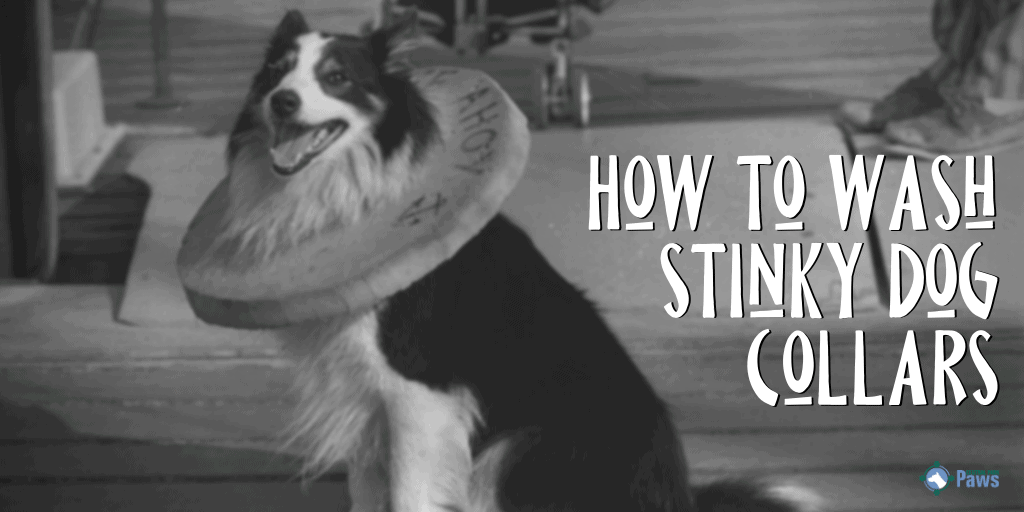 How to Wash Stinky Dog Collars