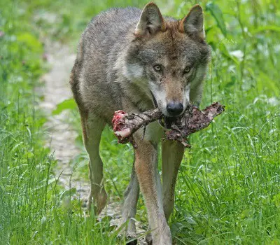 How to choose dog food Merrick Taste of the Wild best tasting alternative