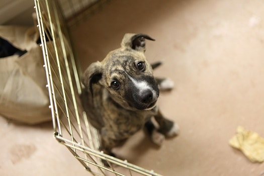 How to leave puppy at home while at work crate train not just dog pen