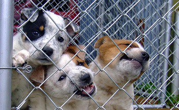 How to prepare to bring new puppy home get ready adoption