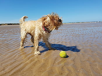 How to wash dog tennis ball clean off mud and slobber