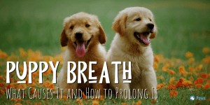 Puppy Breath: What Causes It and How to Prolong It